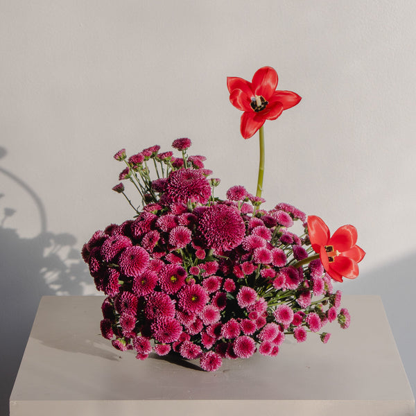Maison Fleur Ensemble – Tulip Radiance