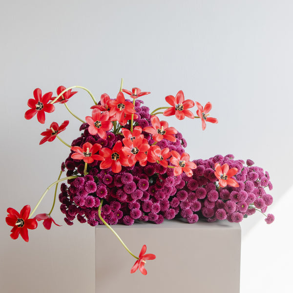 Majestic Scarlet Bloom
