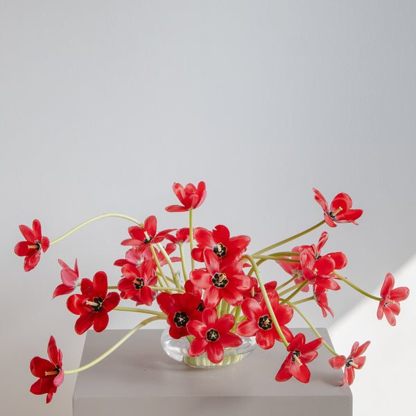 Maison Fleur Ensemble – Crimson Tulip