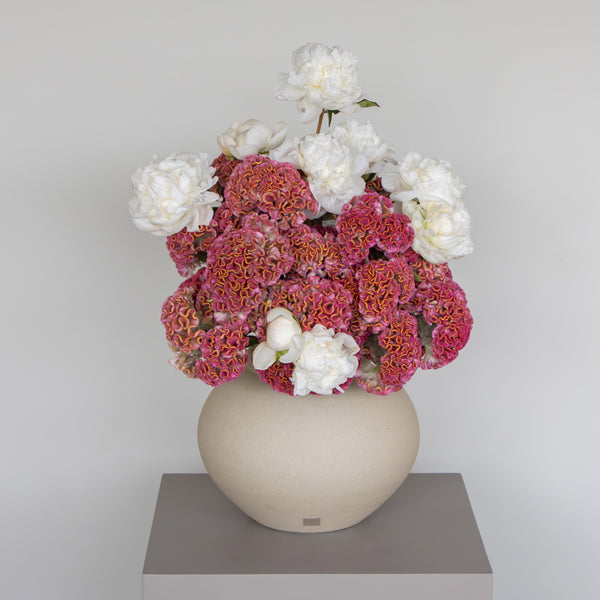 Celosia Luxe
