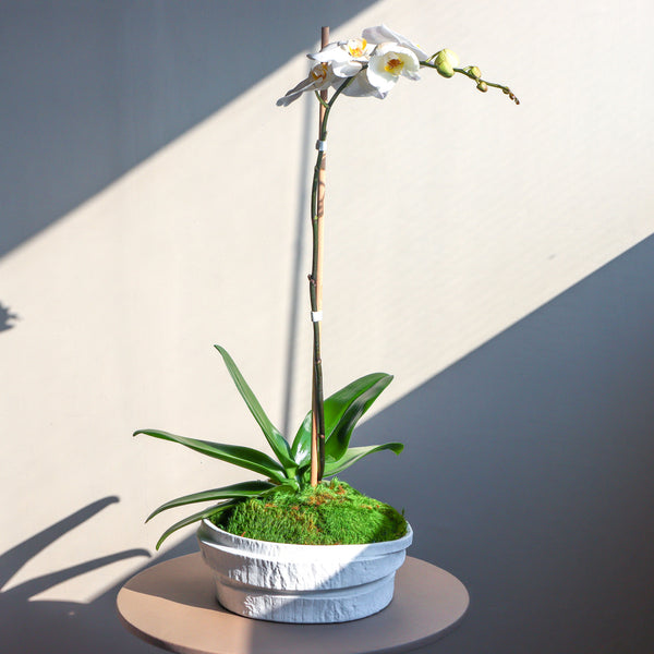 Layered Orchid Plant - Small