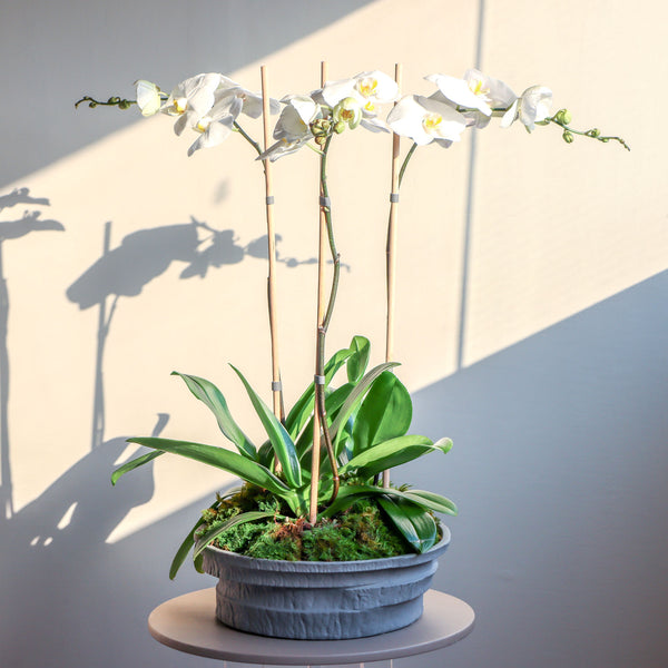 Grey Layered Orchid Plants - Wide