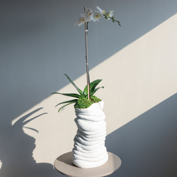 Tilted Orchid Plant - Medium
