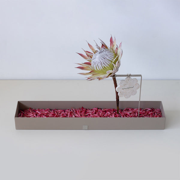 Niwa Red Chrysanthemum & Protea King – Small