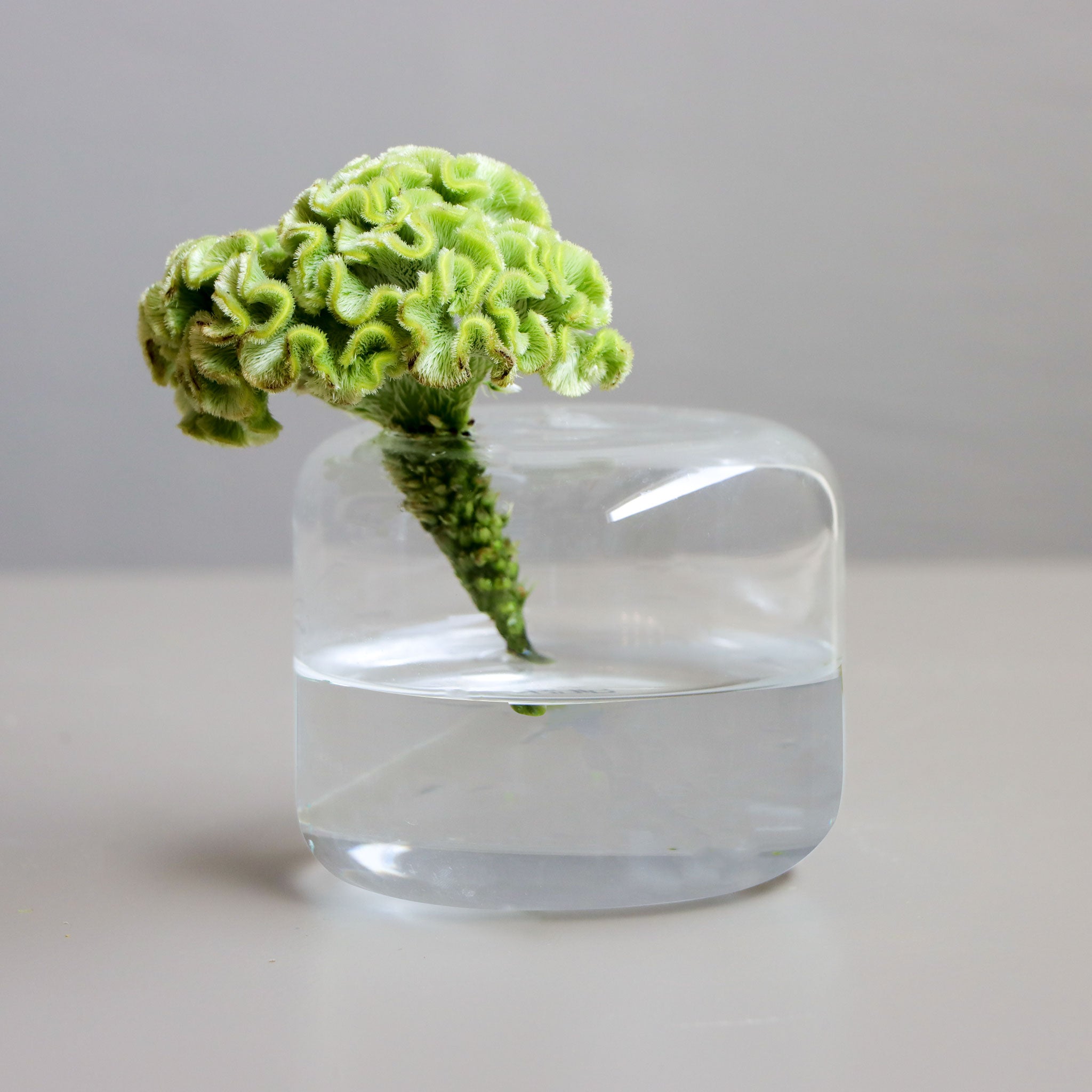 Celosia Hoop Bloom Vase-T