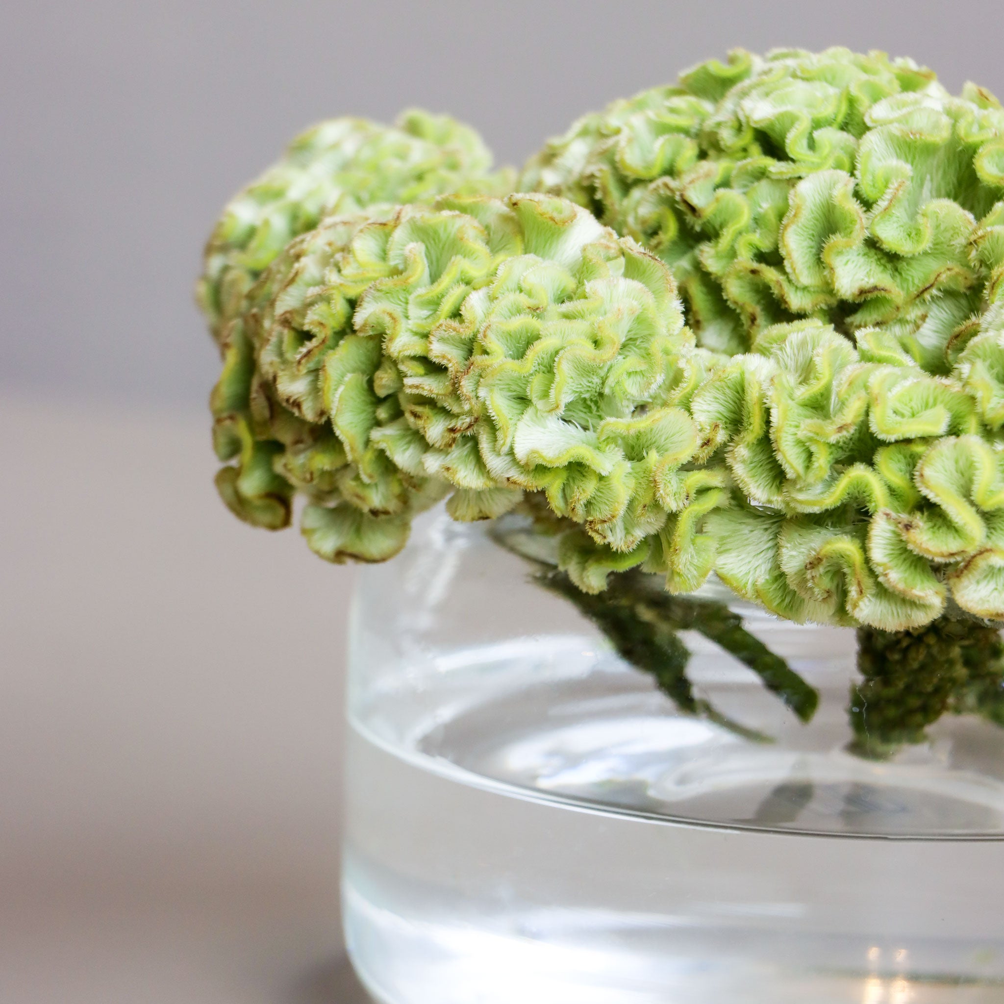 Celosia Hoop Bloom Vase-L