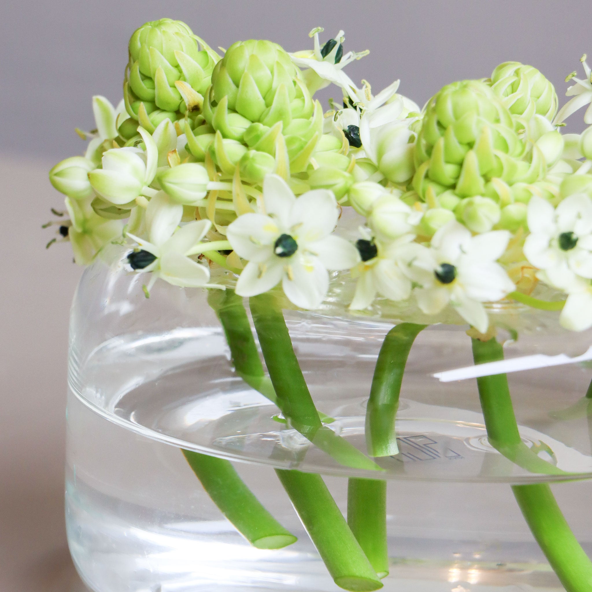 Ornit Hoop Bloom Vase-L