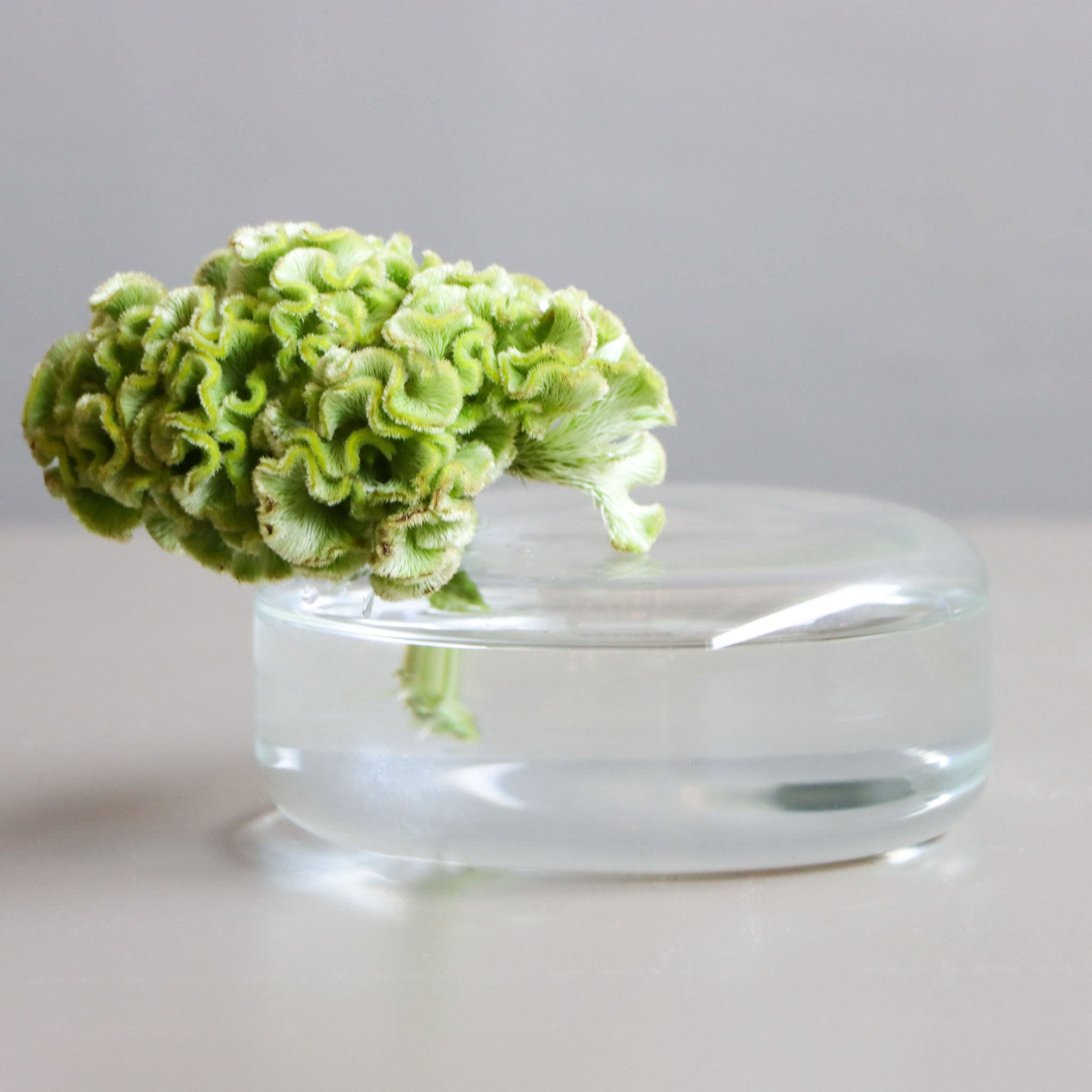 Celosia Hoop Bloom Vase-W
