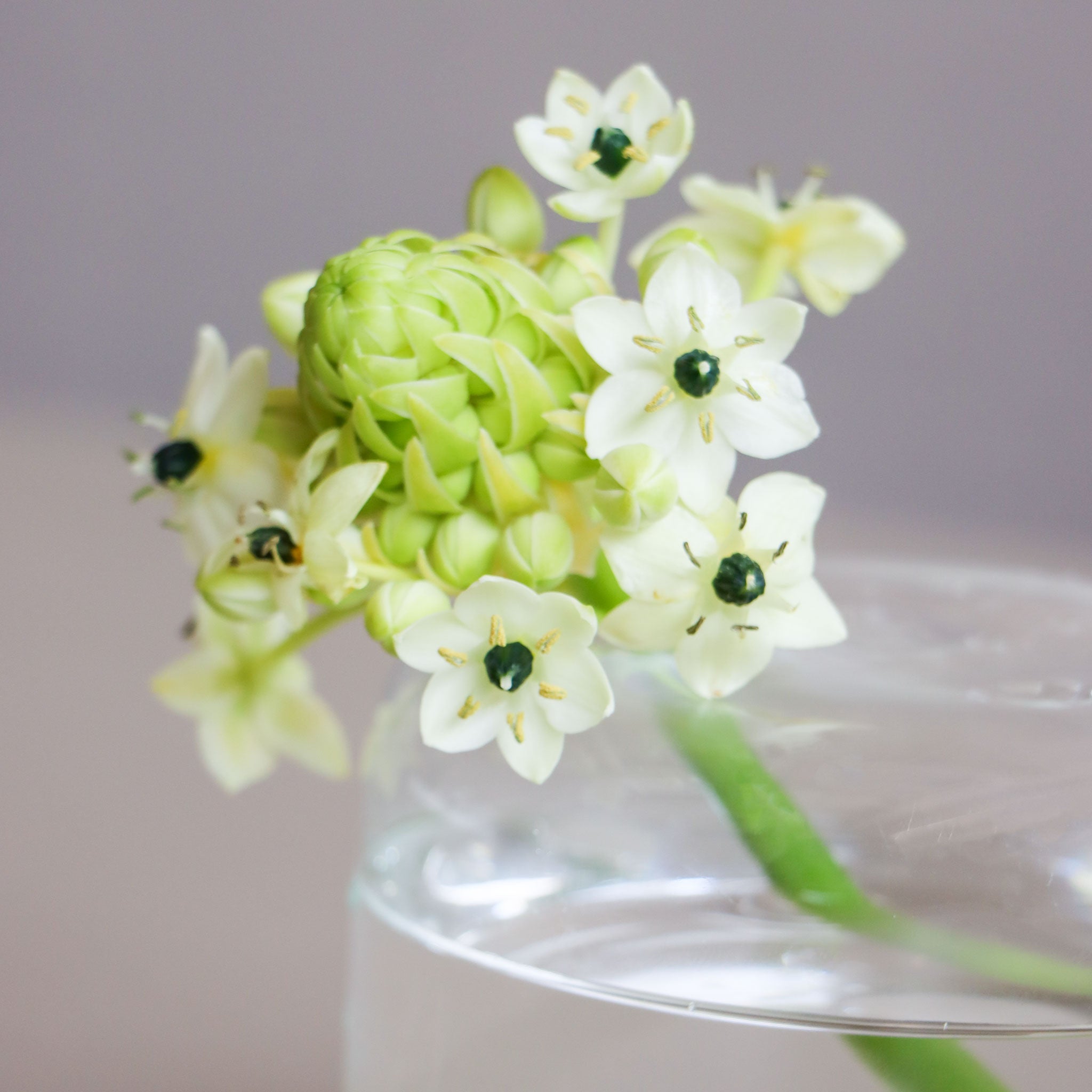 Ornit Hoop Bloom Vase-T